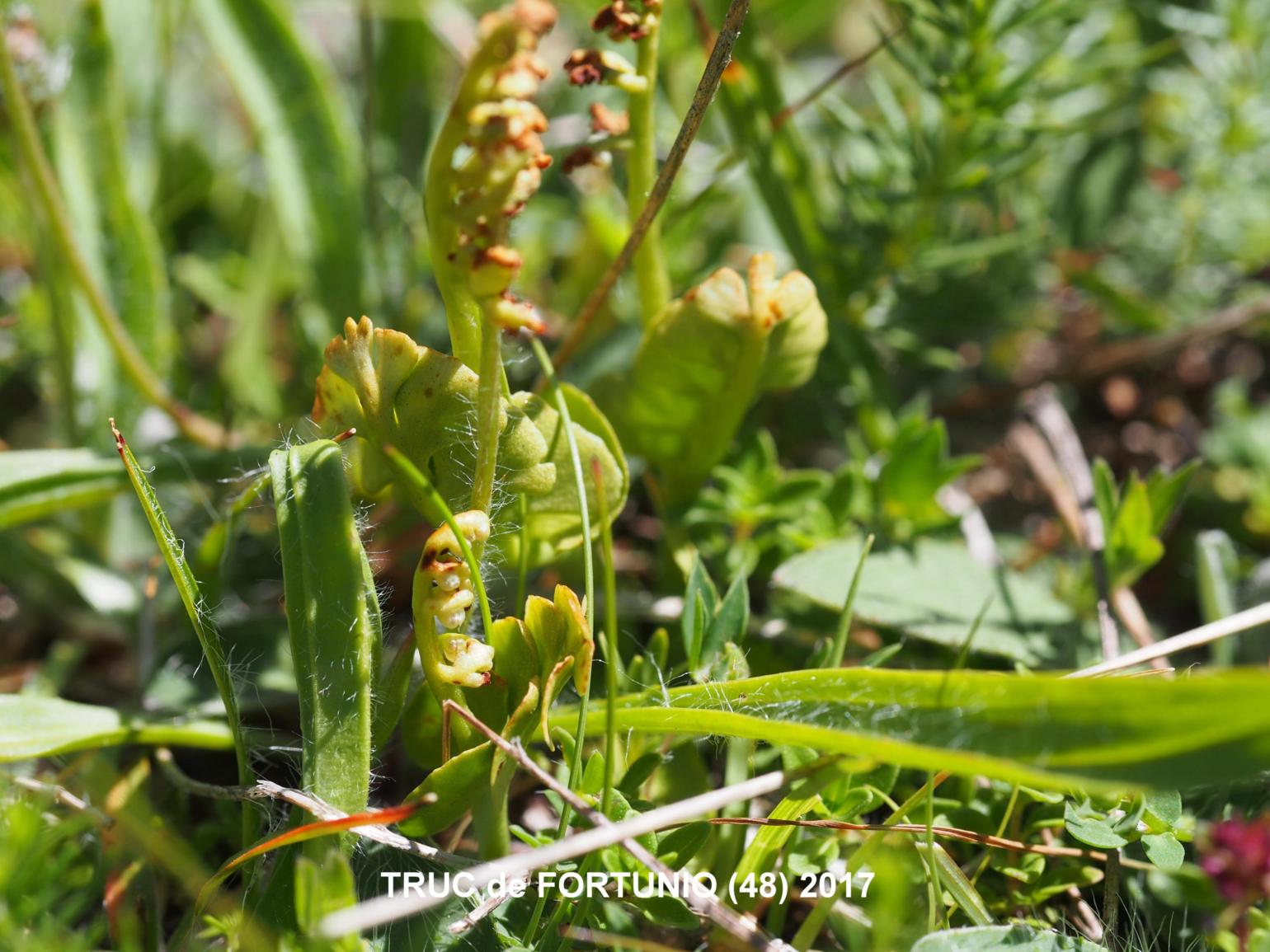 Moonwort